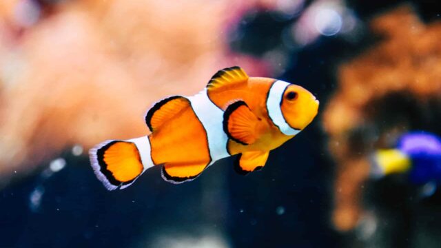 入門 海水魚を初心者が飼育するまでの方法 解説 しゃちの趣味のブログ